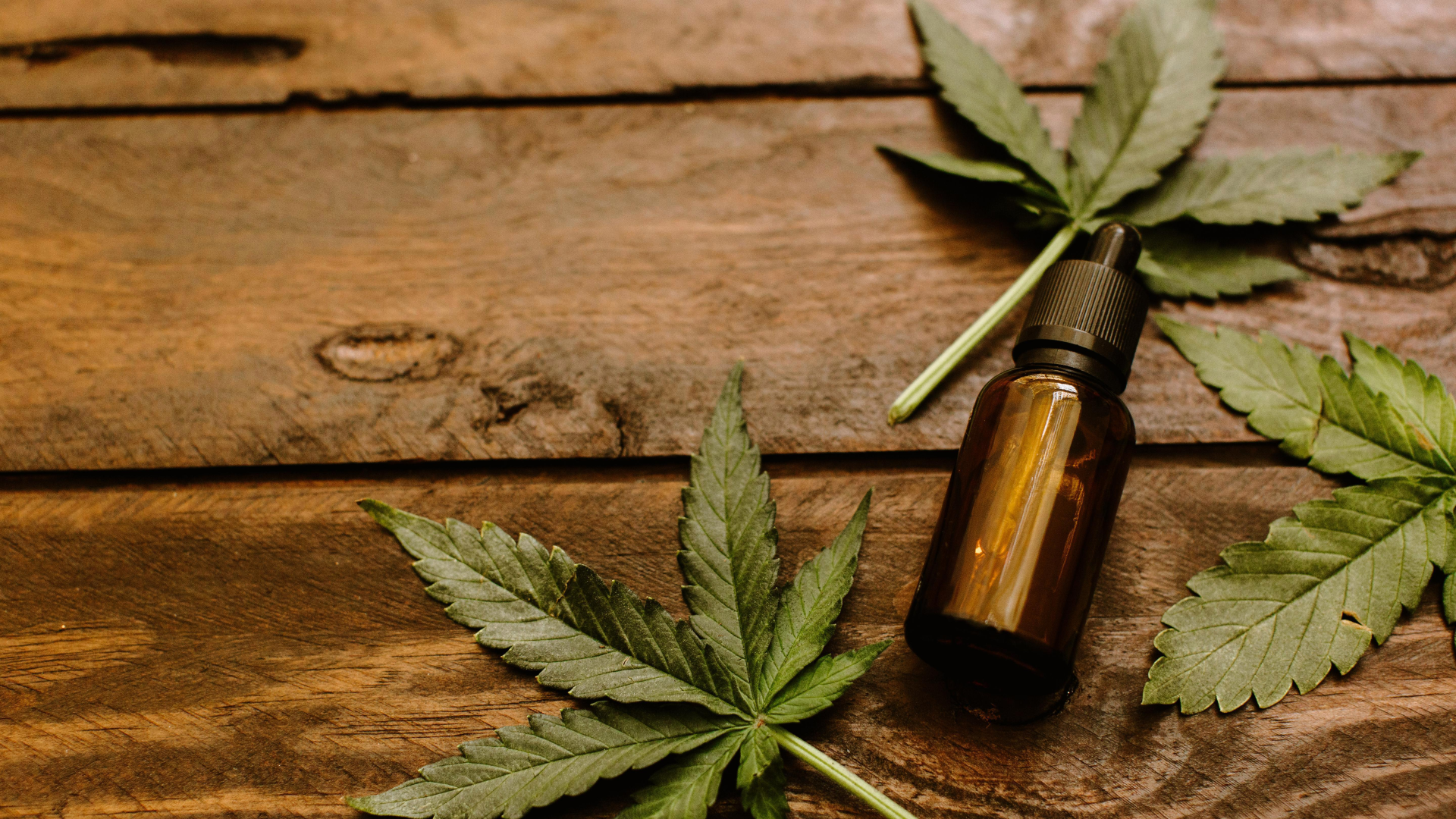 CBD 101 What Is Organic CBD Oil