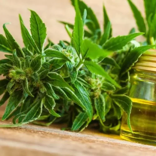 CBD 101 Where Can I Buy CBD Oil Near Me