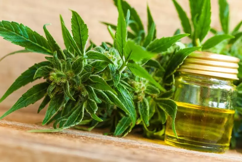 CBD 101 Where Can I Buy CBD Oil Near Me